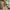 Feuillages