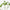 Aneth chlorophylle