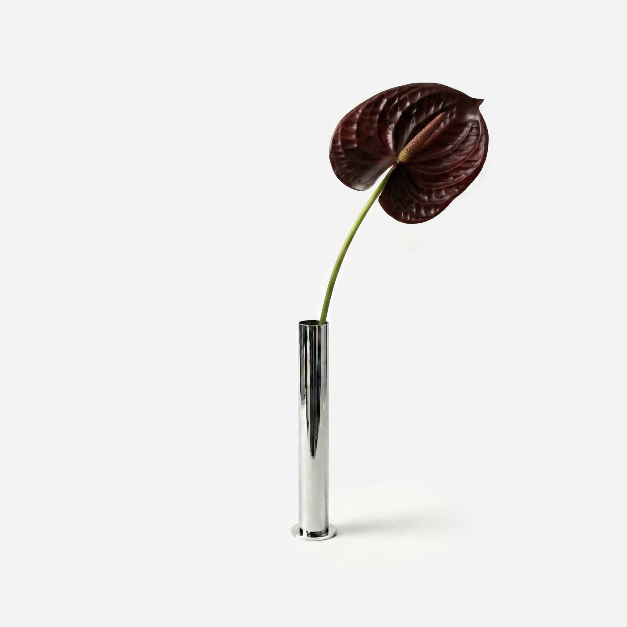 Anthurium grenat sombre