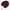 Anthurium grenat sombre