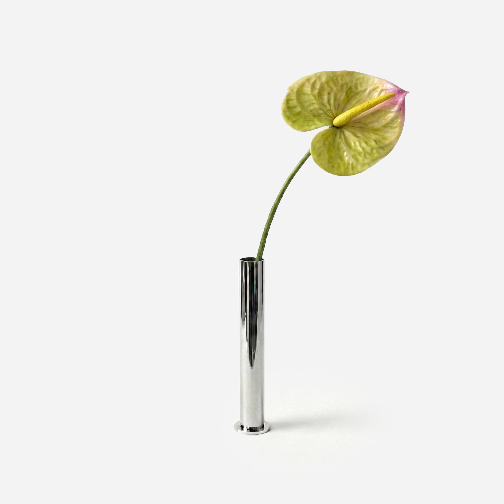 Anthurium vert pistache