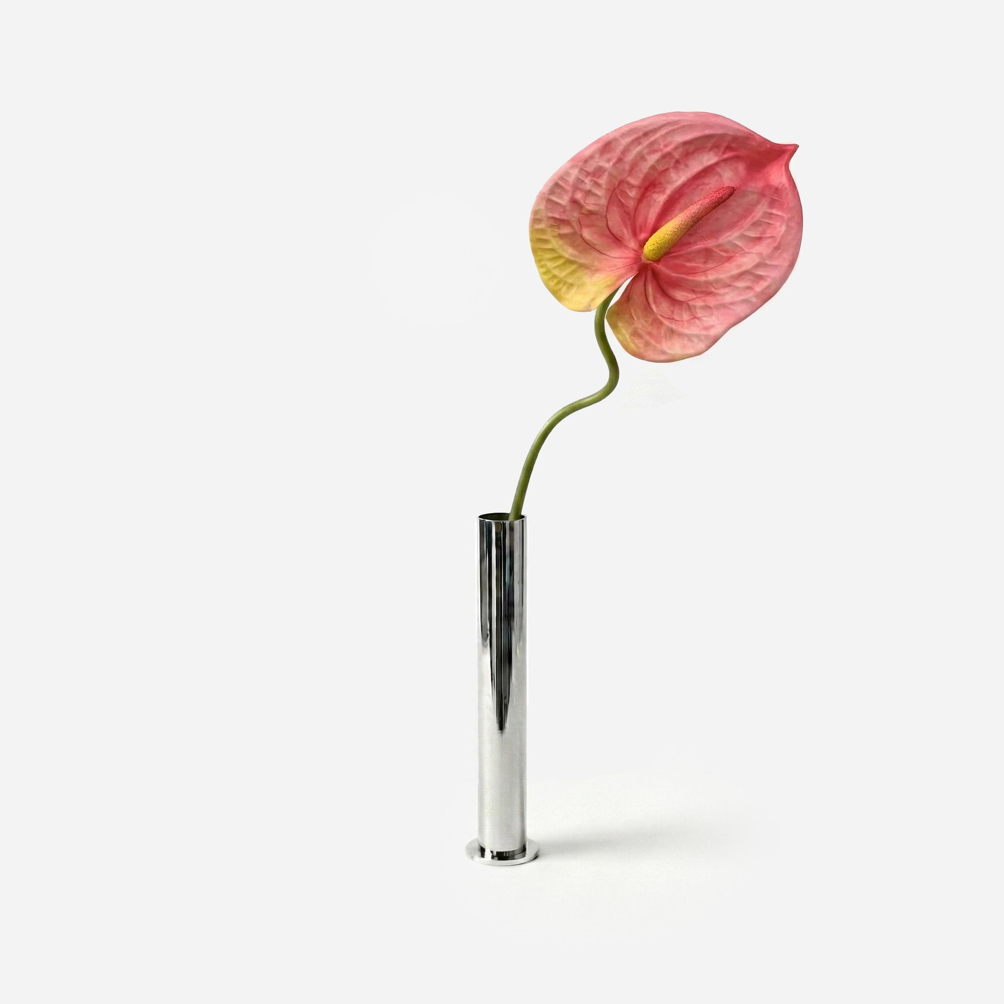 Anthurium rose flamingo
