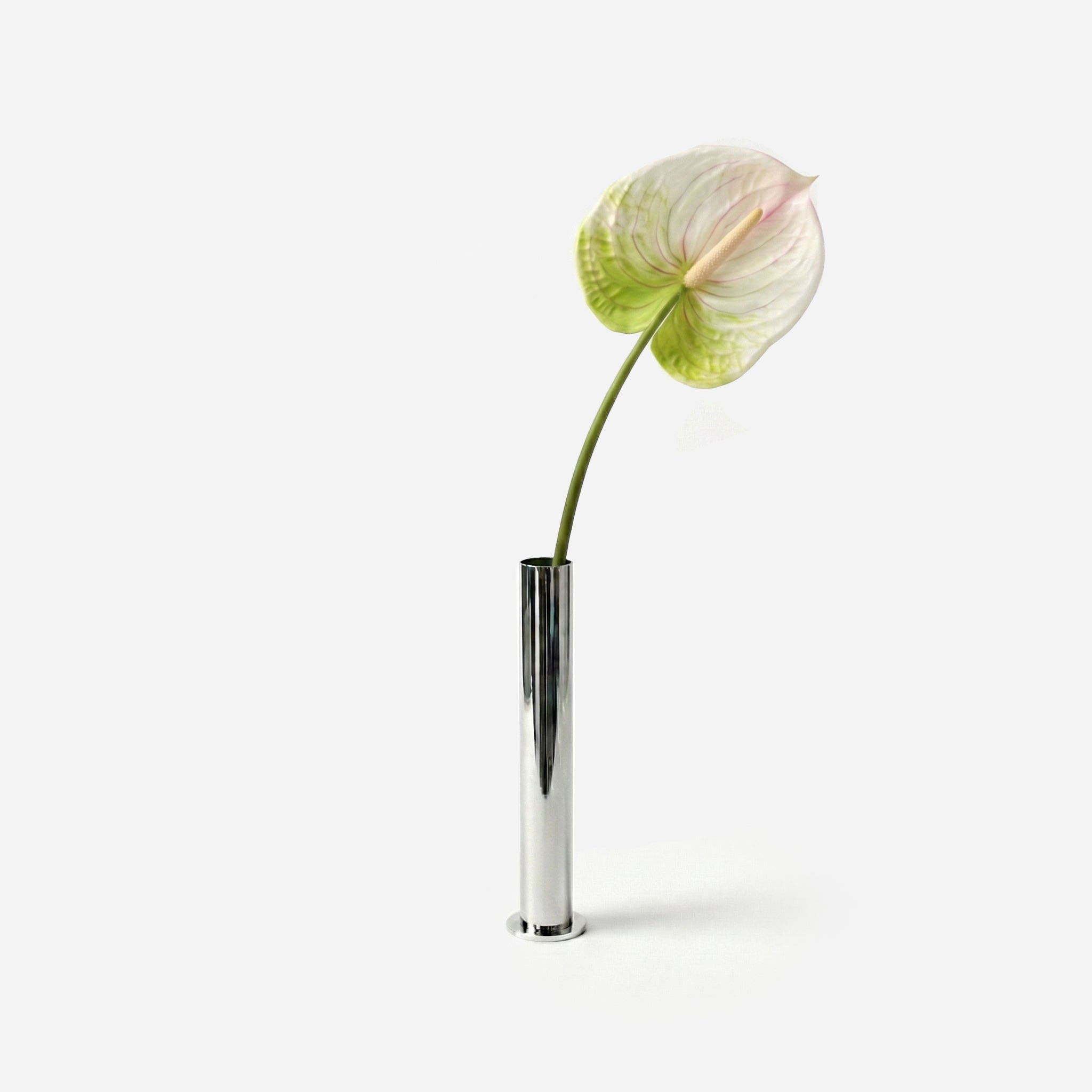 Anthurium blanc jungle