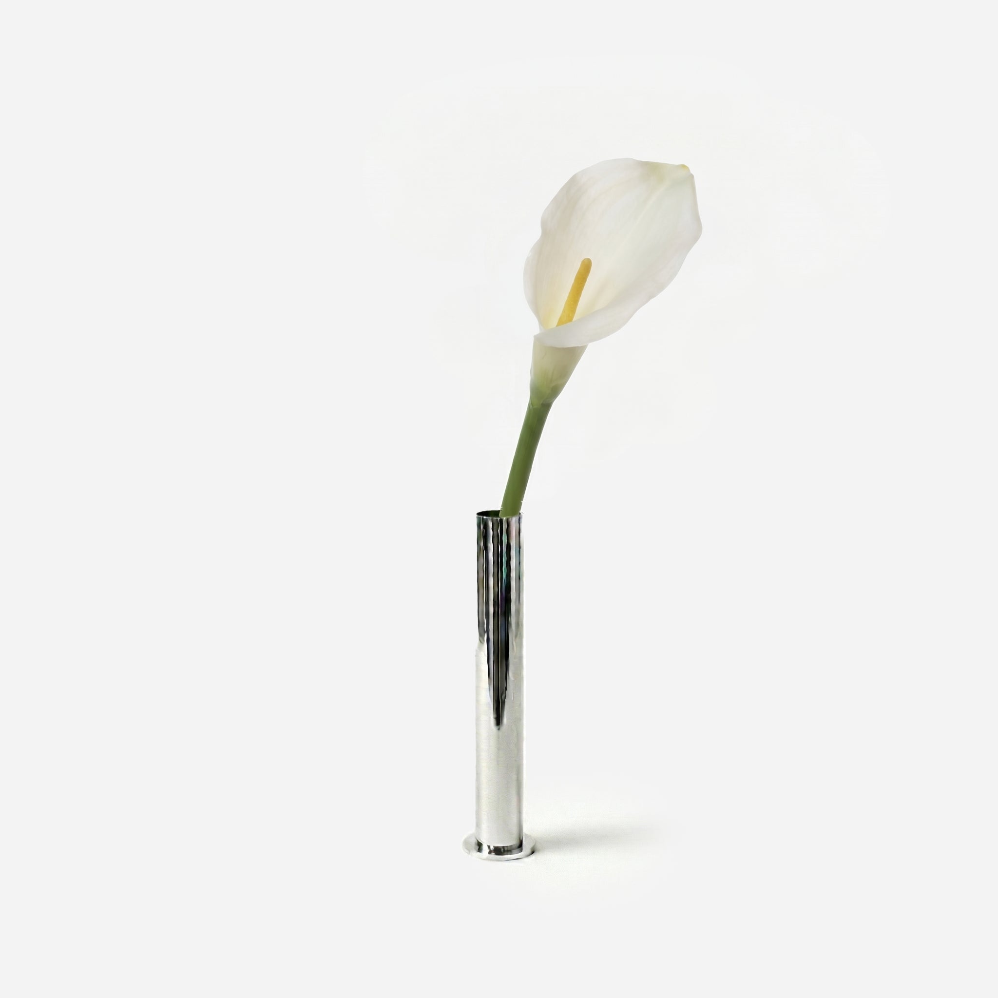 Calla blanc céleste