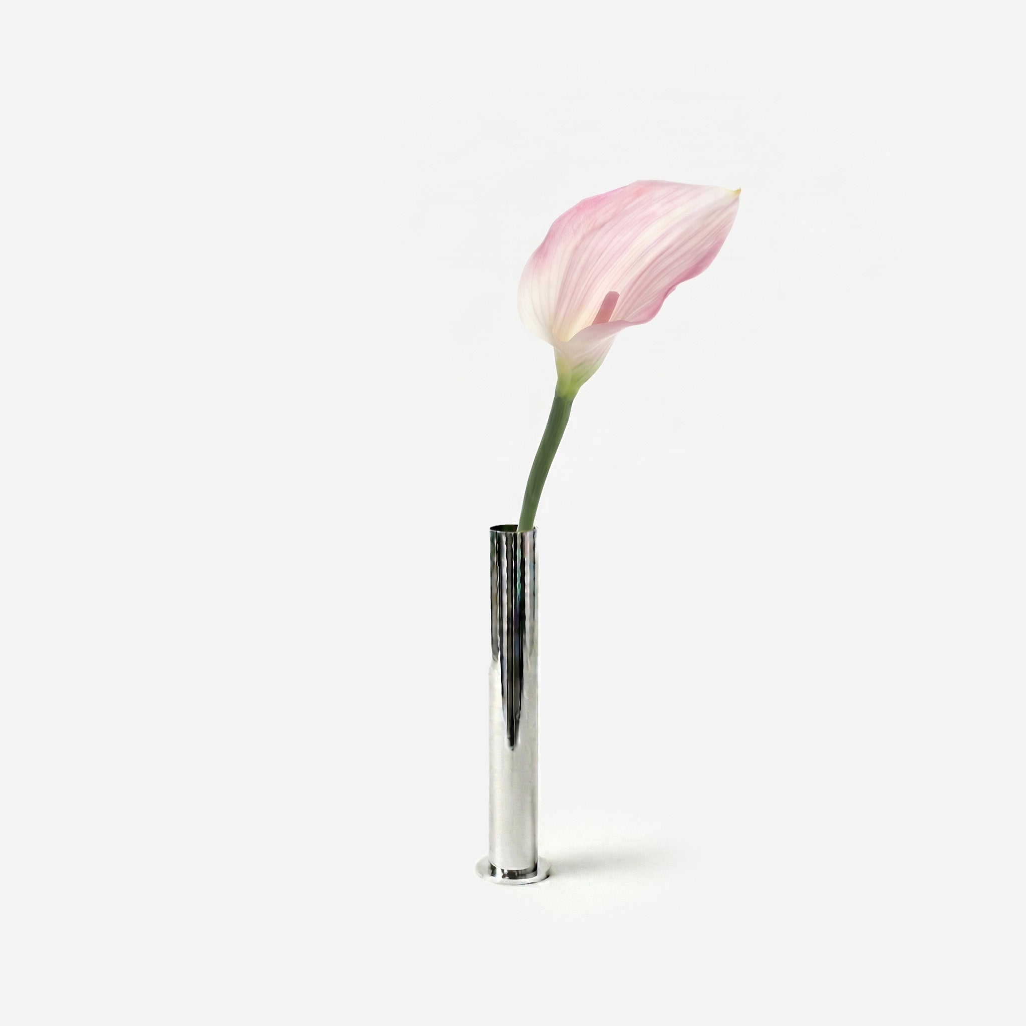 Calla aurore boréale