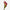 Calla rose toscane