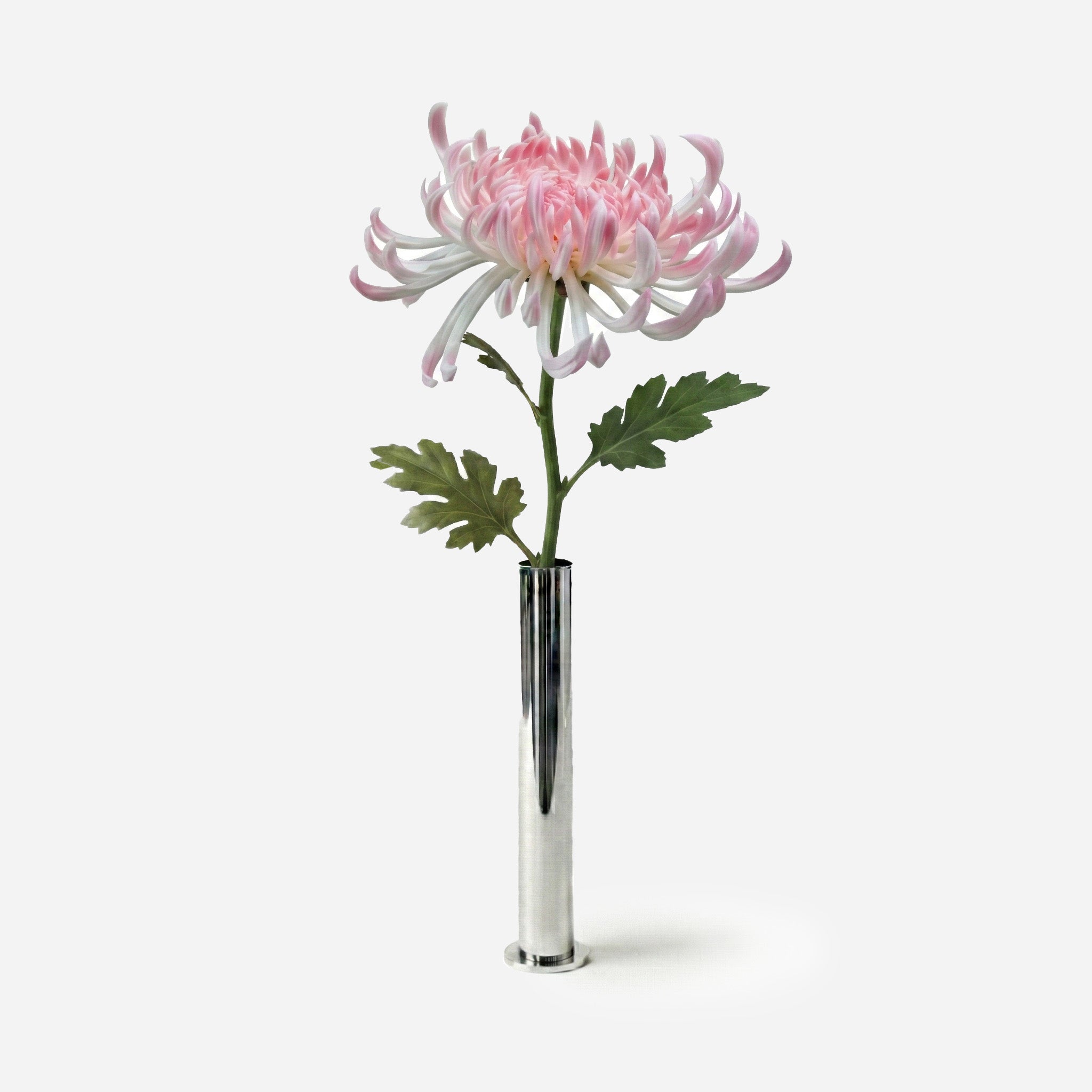 Chrysanthème rose poudré