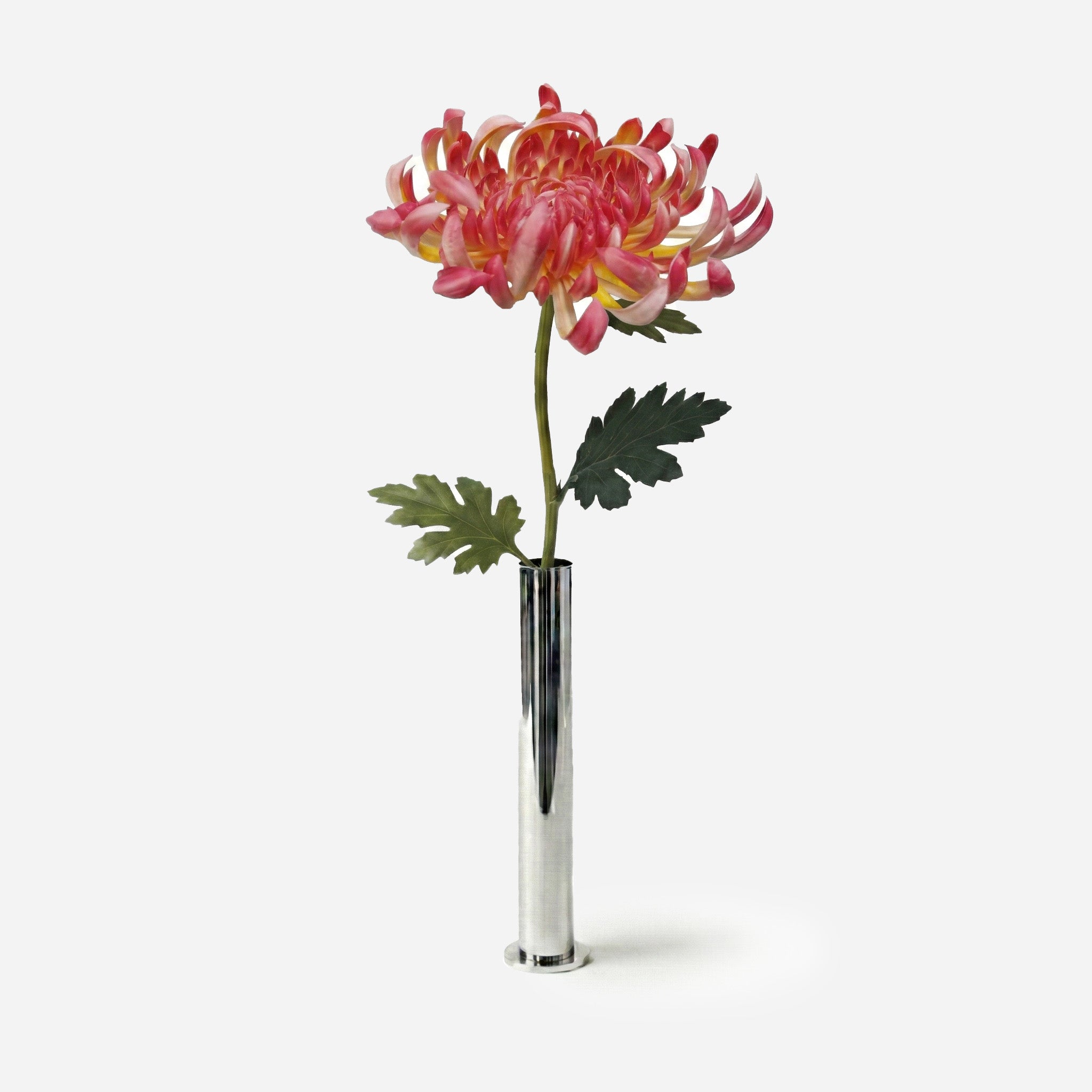 Chrysanthème rouge corail