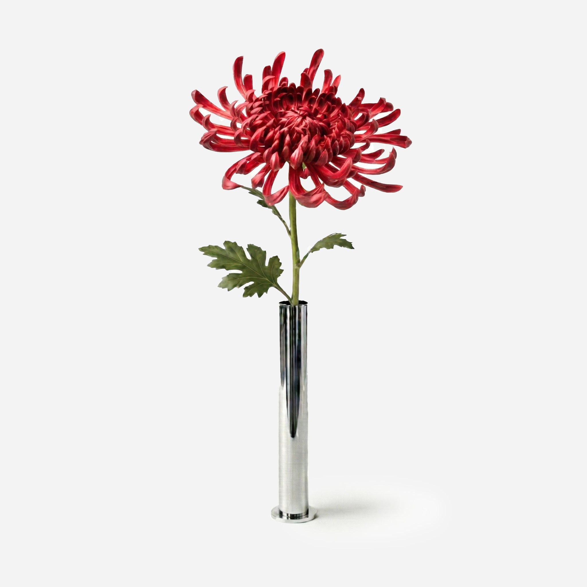 Chrysanthème rouge cardinal