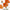 Coquelicot orange capucine