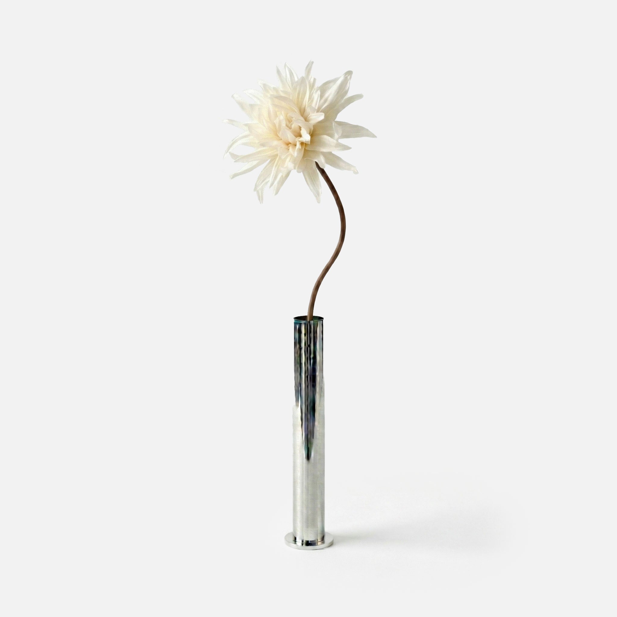 Pearly white dahlia