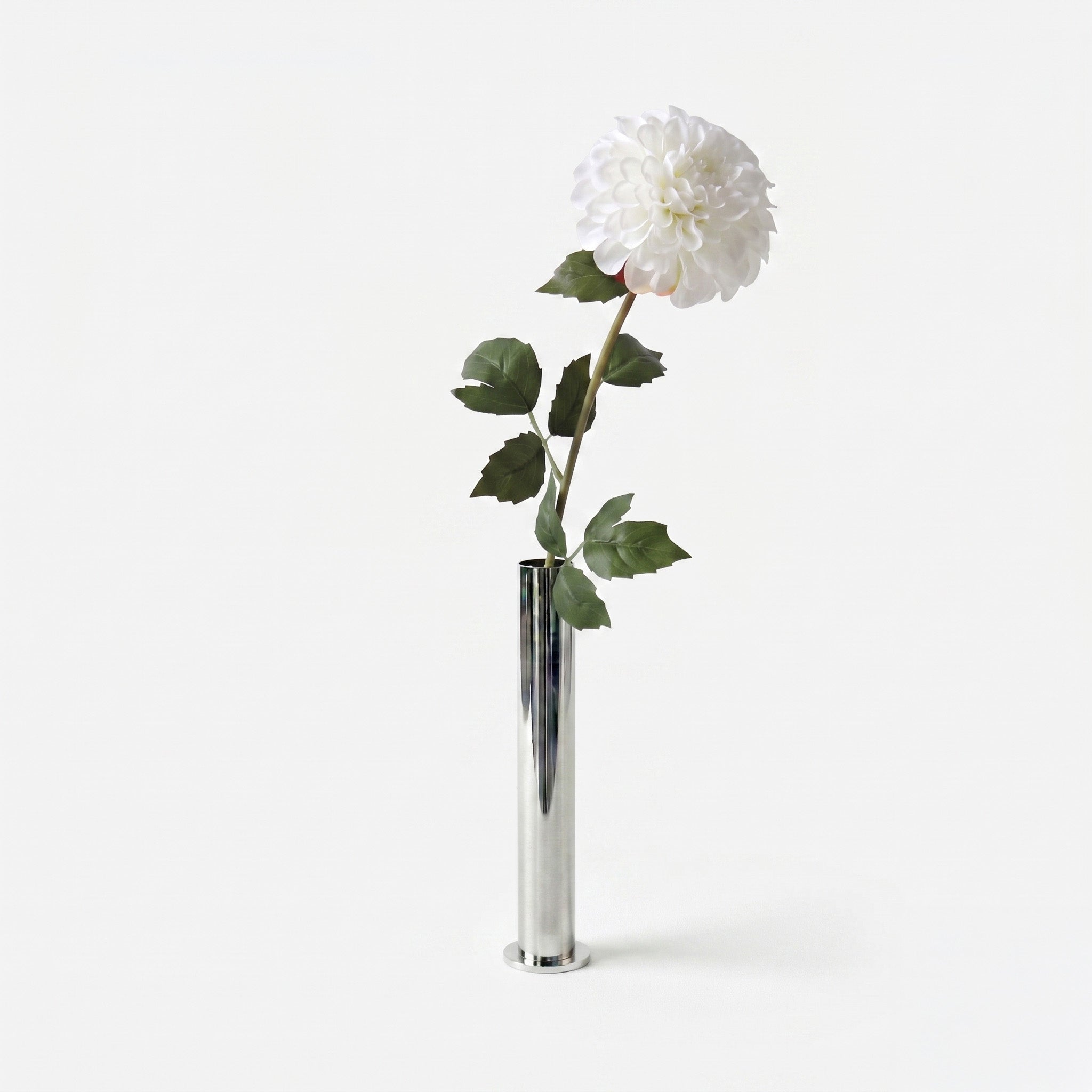 Dahlia éclat de neige