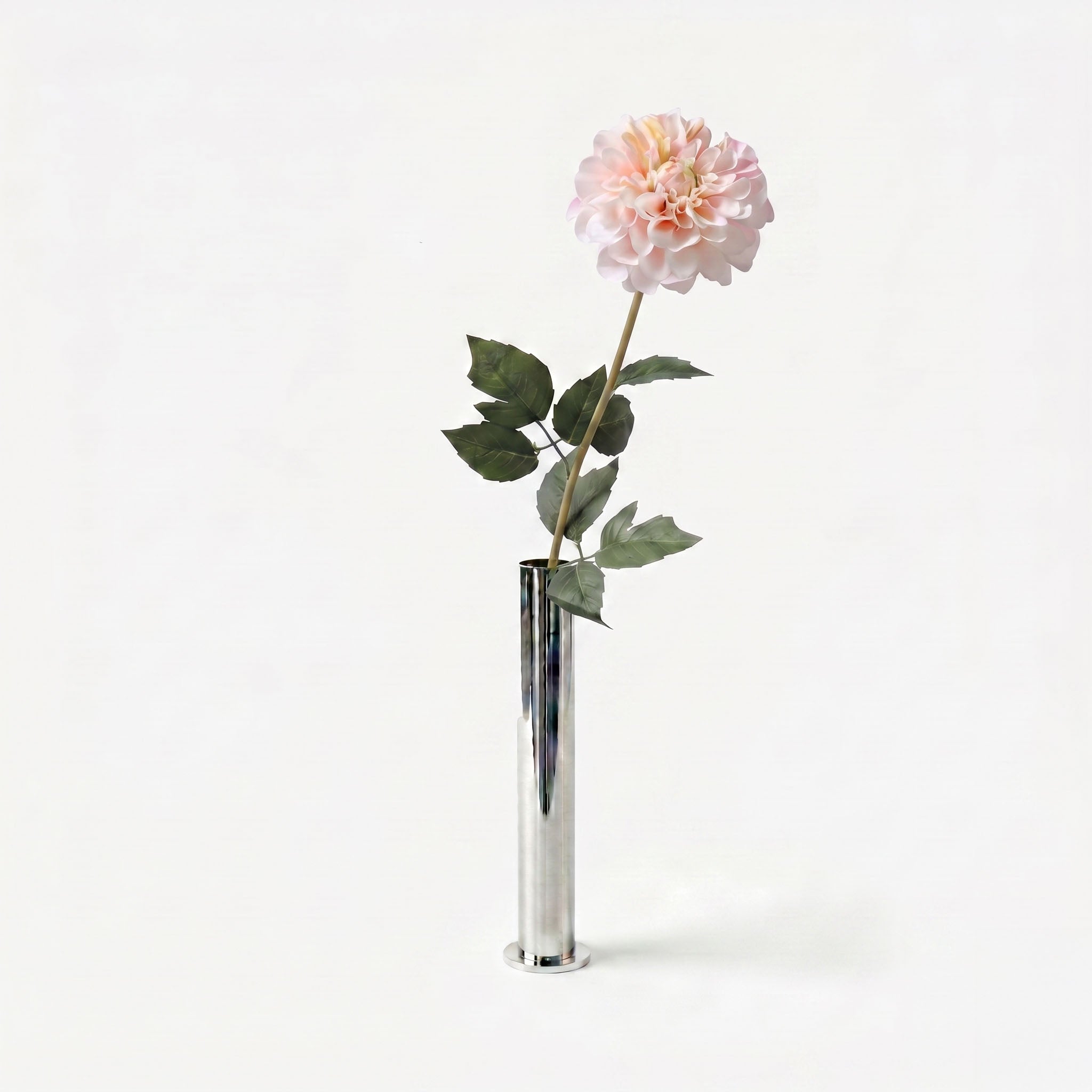 Dahlia champagne rosé