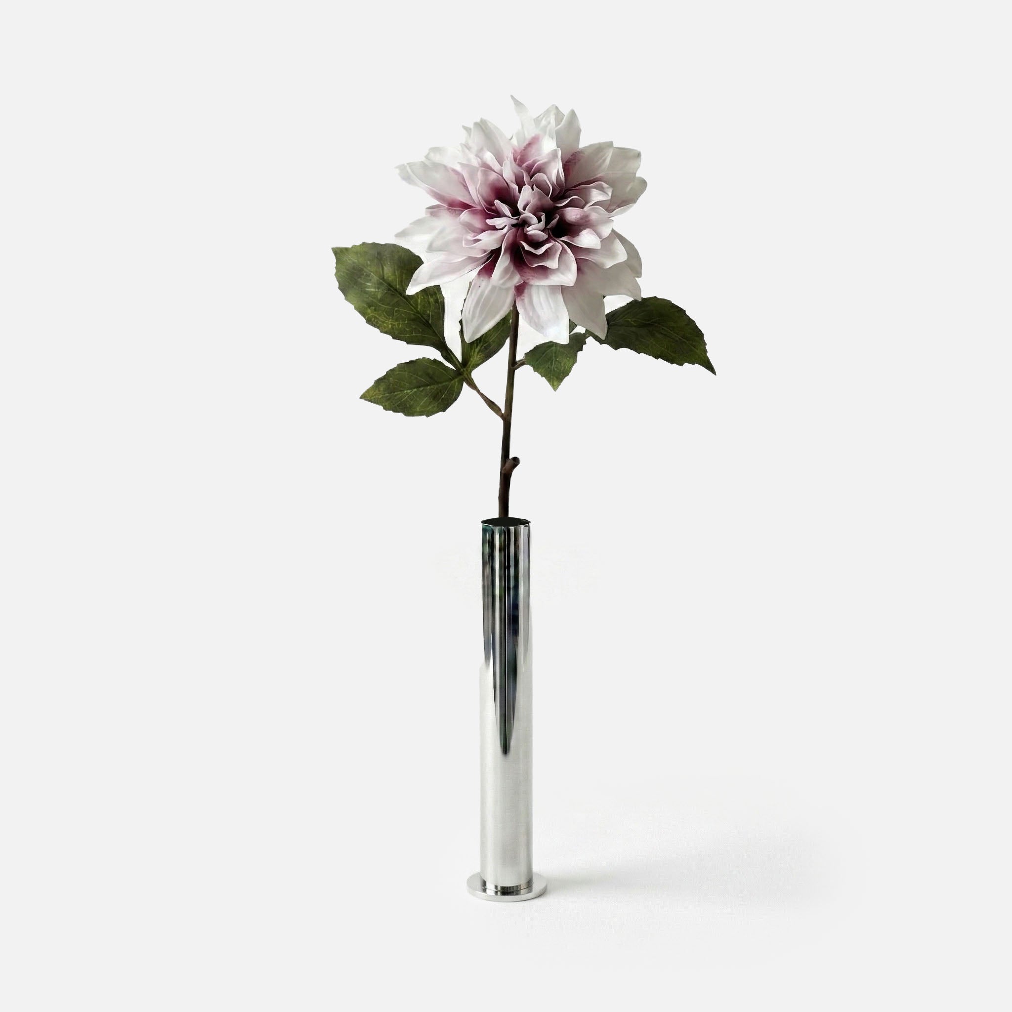 Dahlia parme boréal