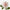 Dahlia nuage de rose