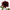 Dahlia grenat profond