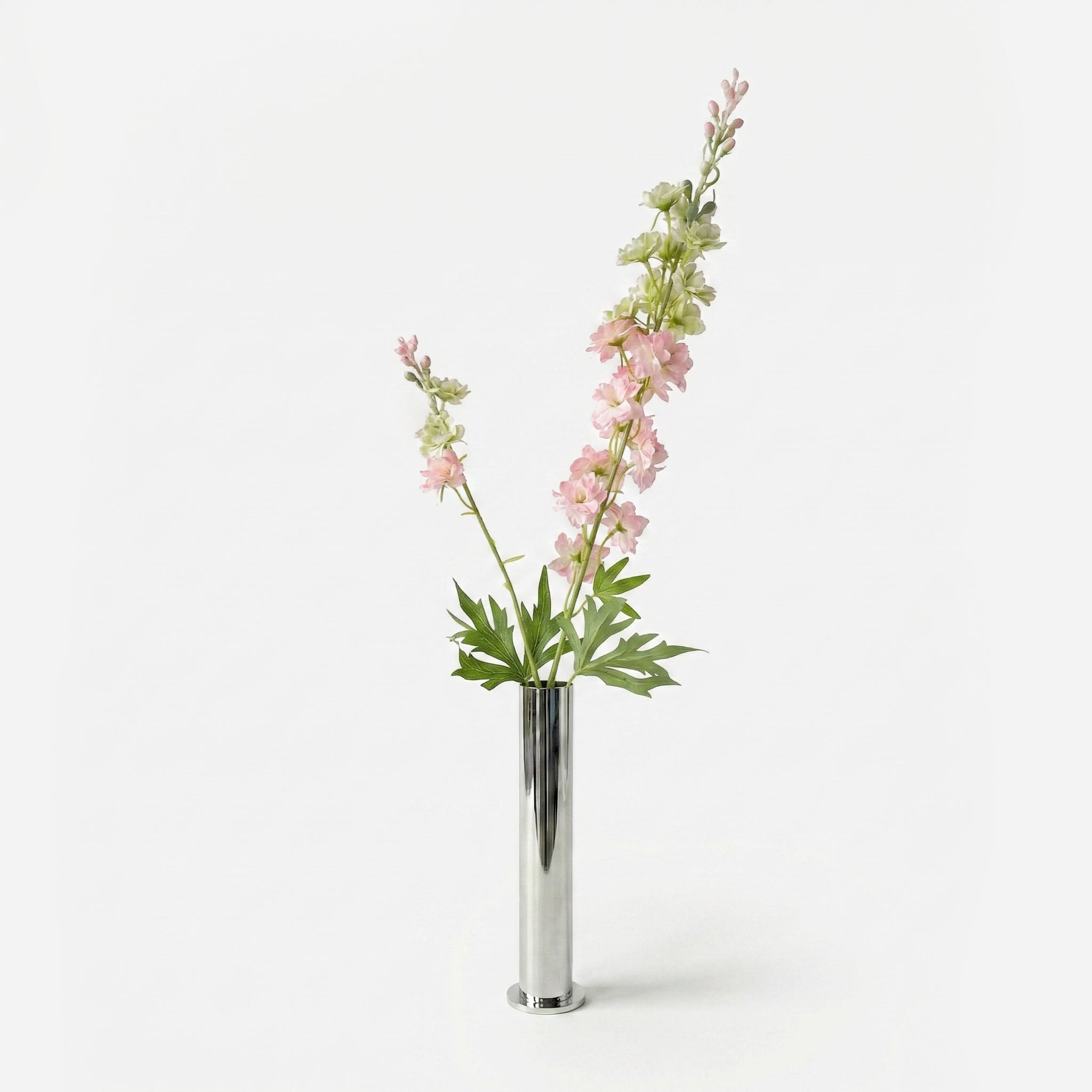 Delphinium rose guimauve