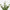 Eucalyptus vert forestier