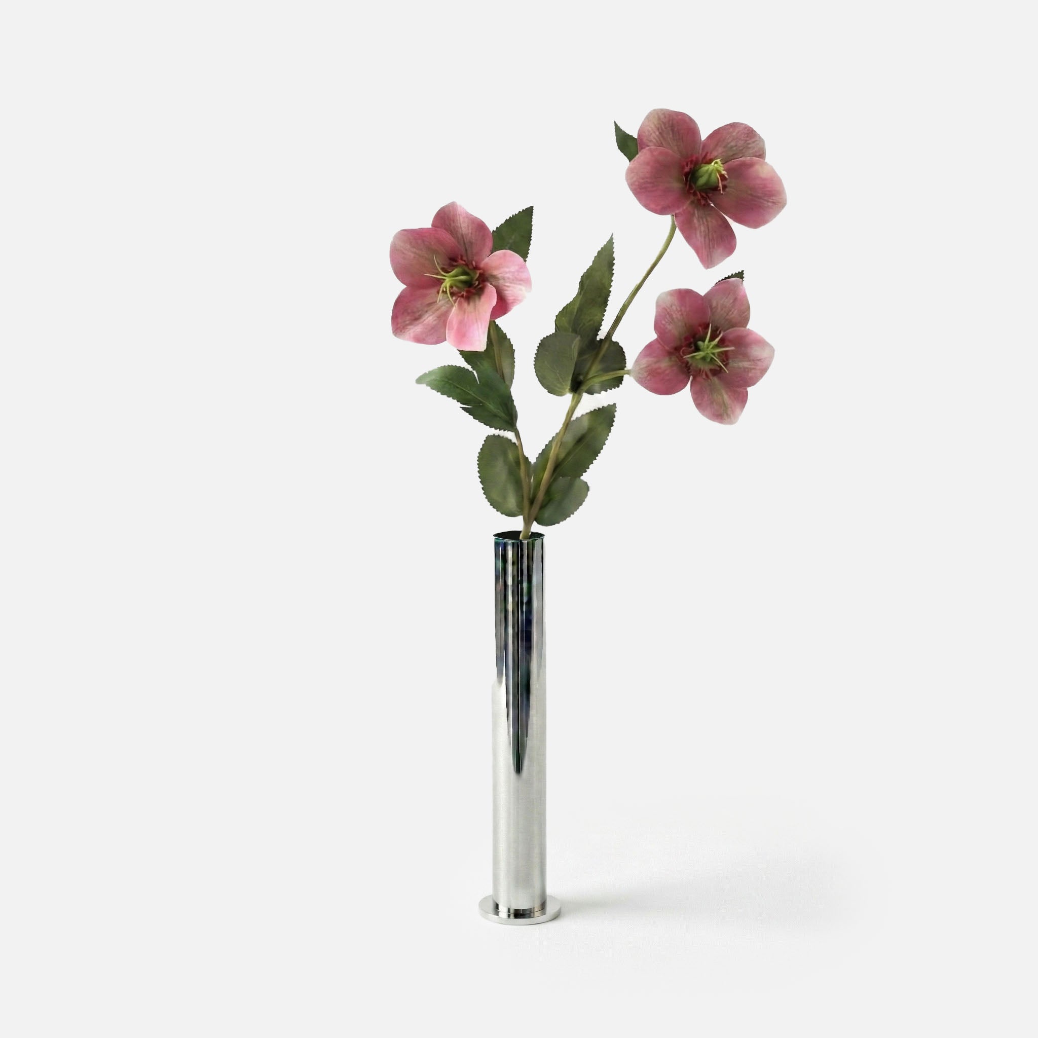Hellébore rose antique