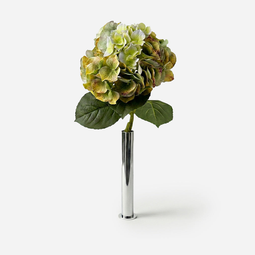 Hortensia vert nuancé