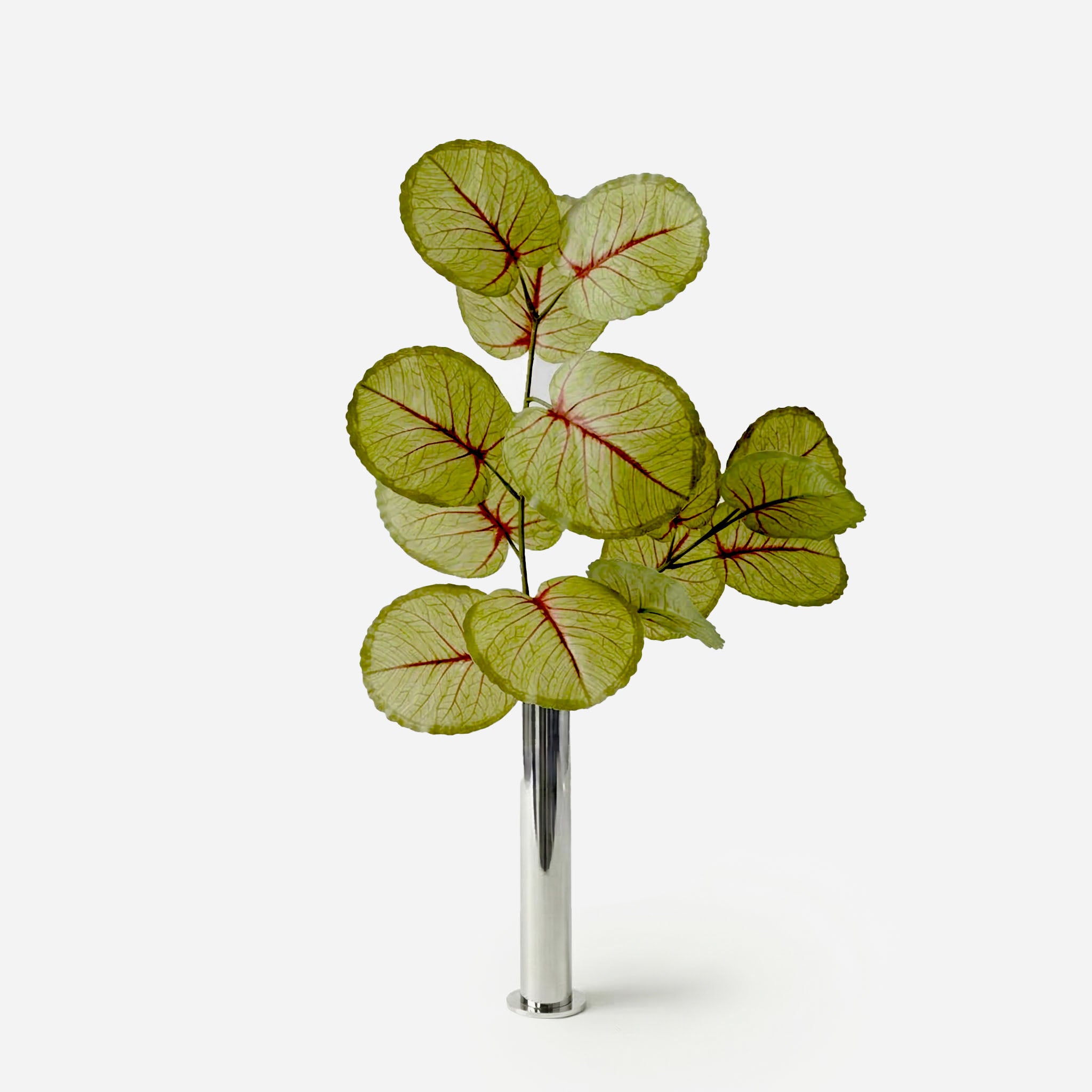 Feuille d'hortensia vert nervuré