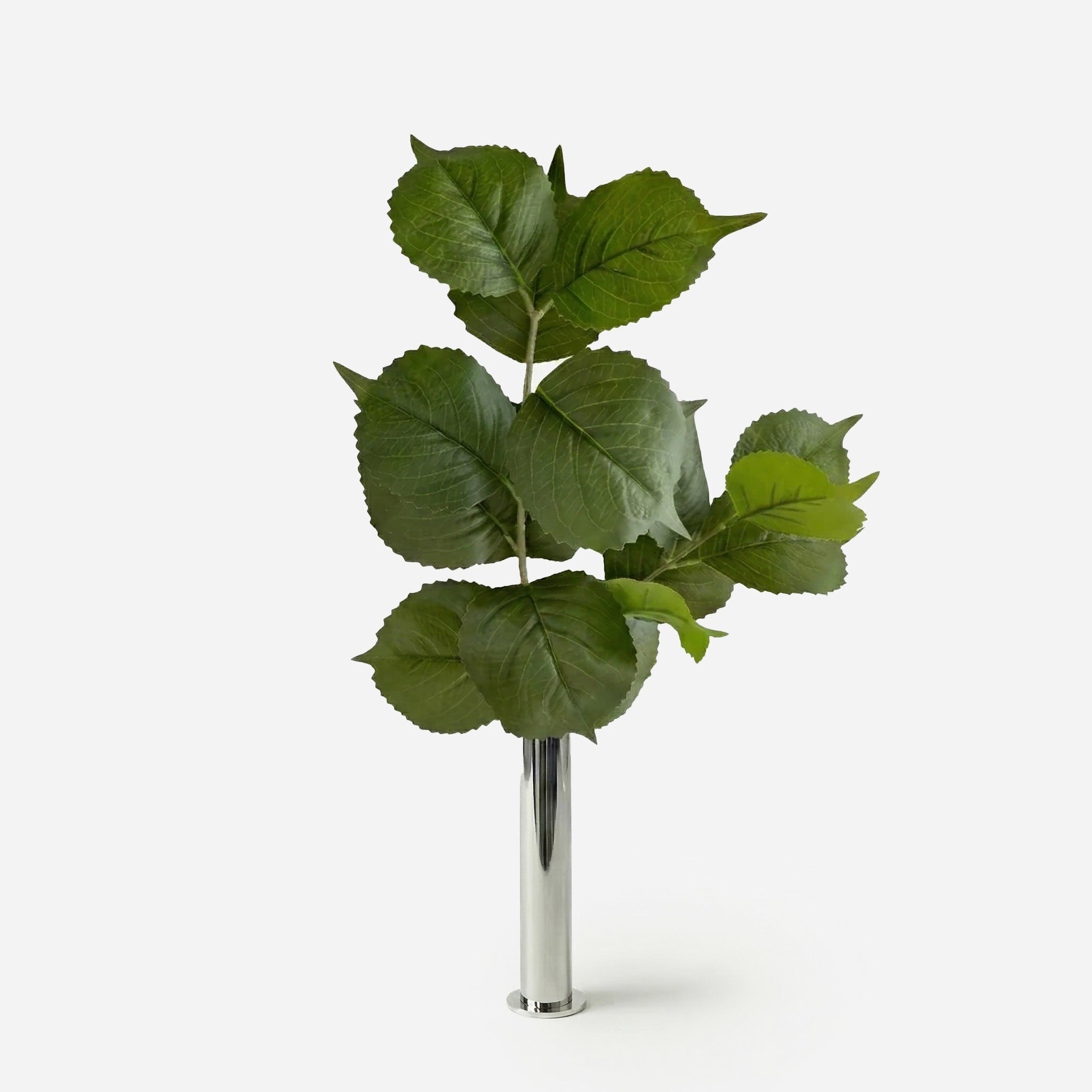 Feuille d'hortensia vert forêt