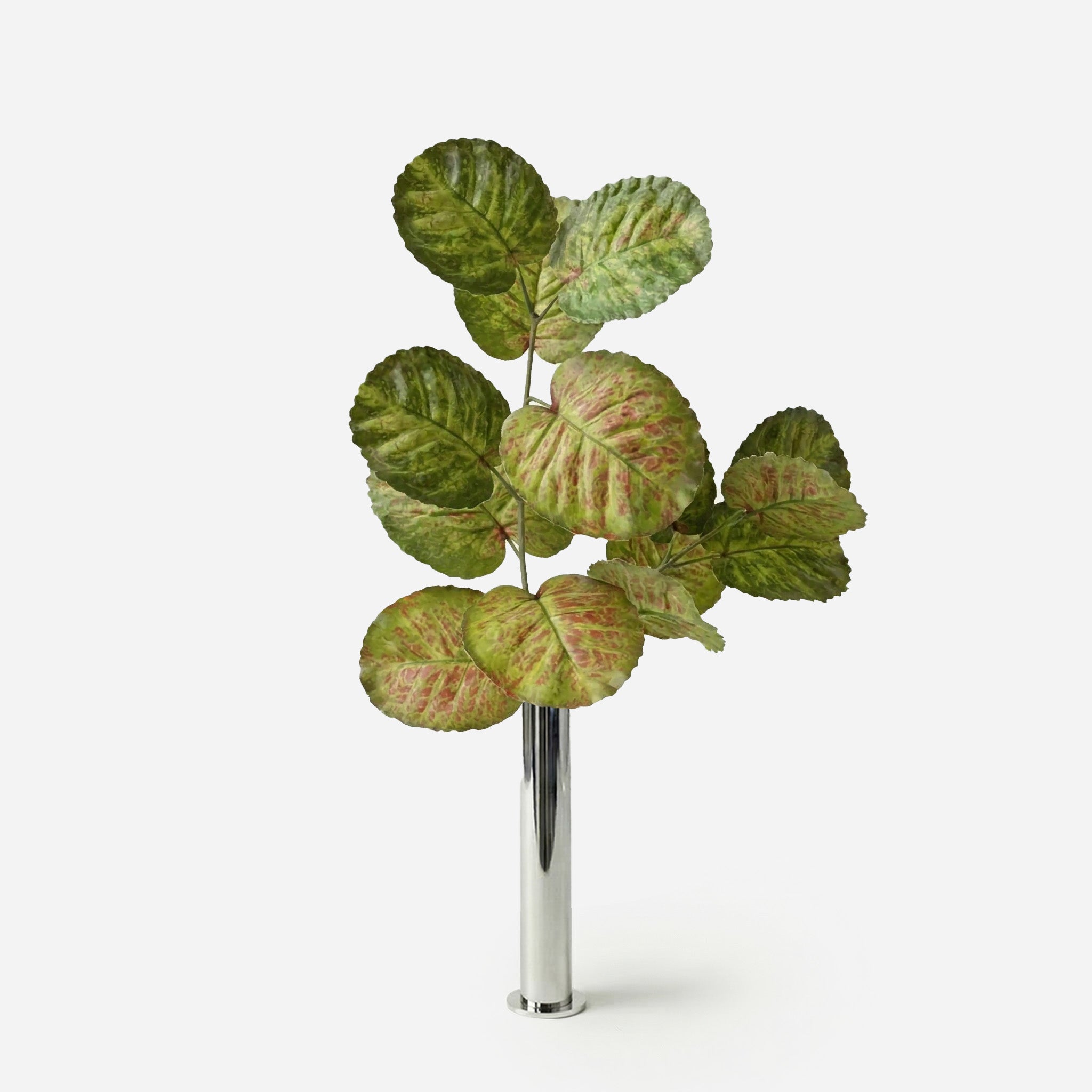 Feuille d'hortensia vert automnal