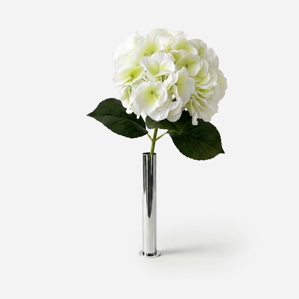Hortensia blanc givré