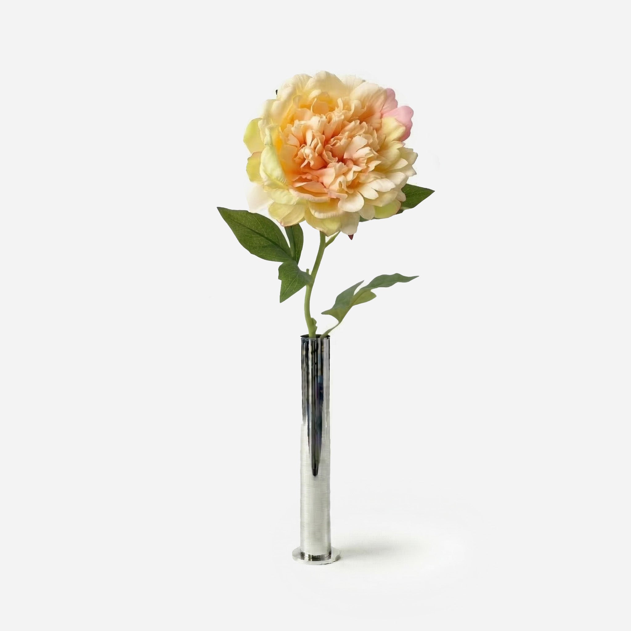 Pivoine pêche rosée