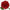 Pivoine rouge opéra