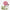 Renoncule rose porcelaine
