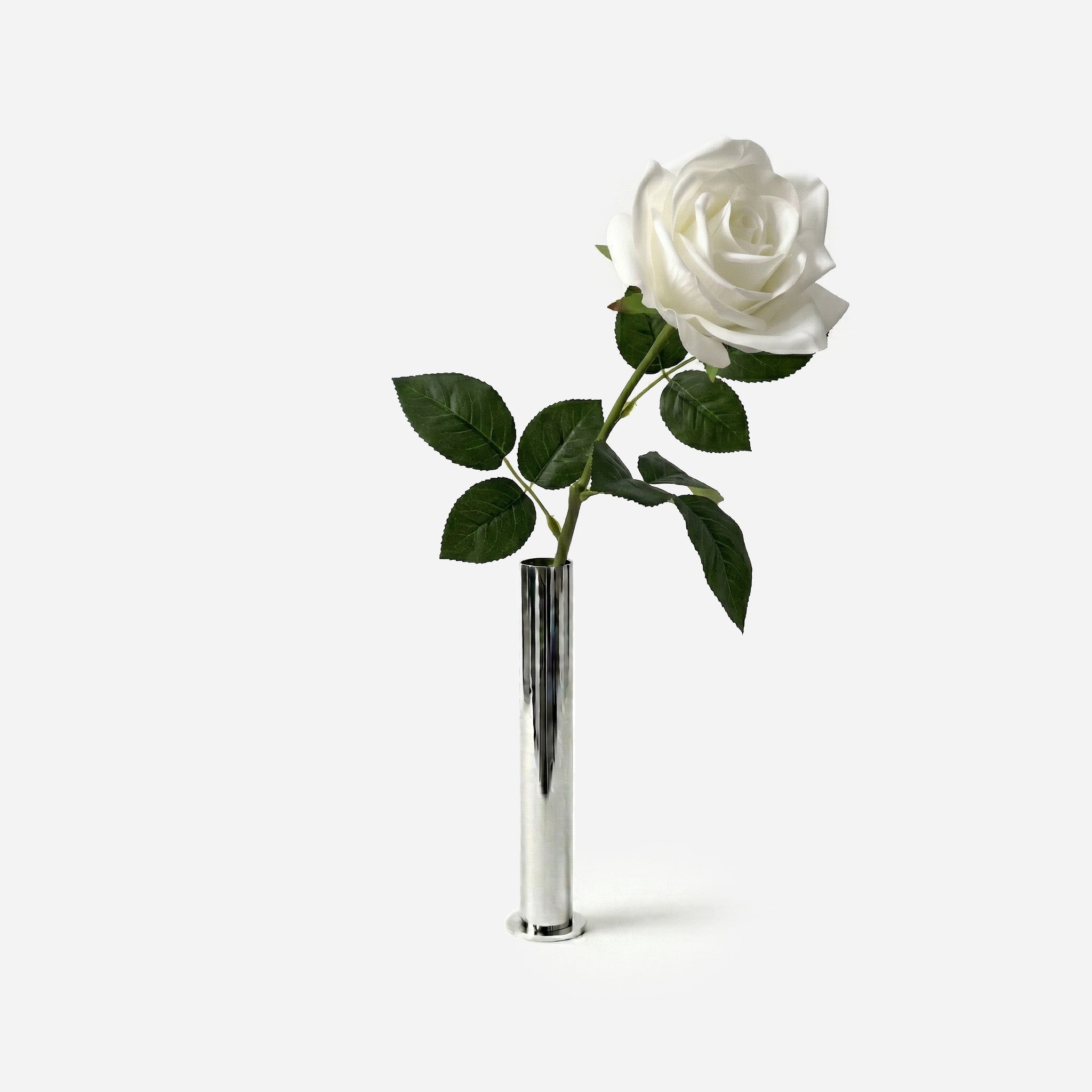 Rose blanc opale