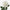 Rose blanc opale