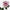 Rose blush ancien