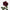 Rose prune de nuit
