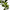 Ruscus sculptural