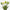 Sorbet green tulips