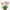 Fleurs