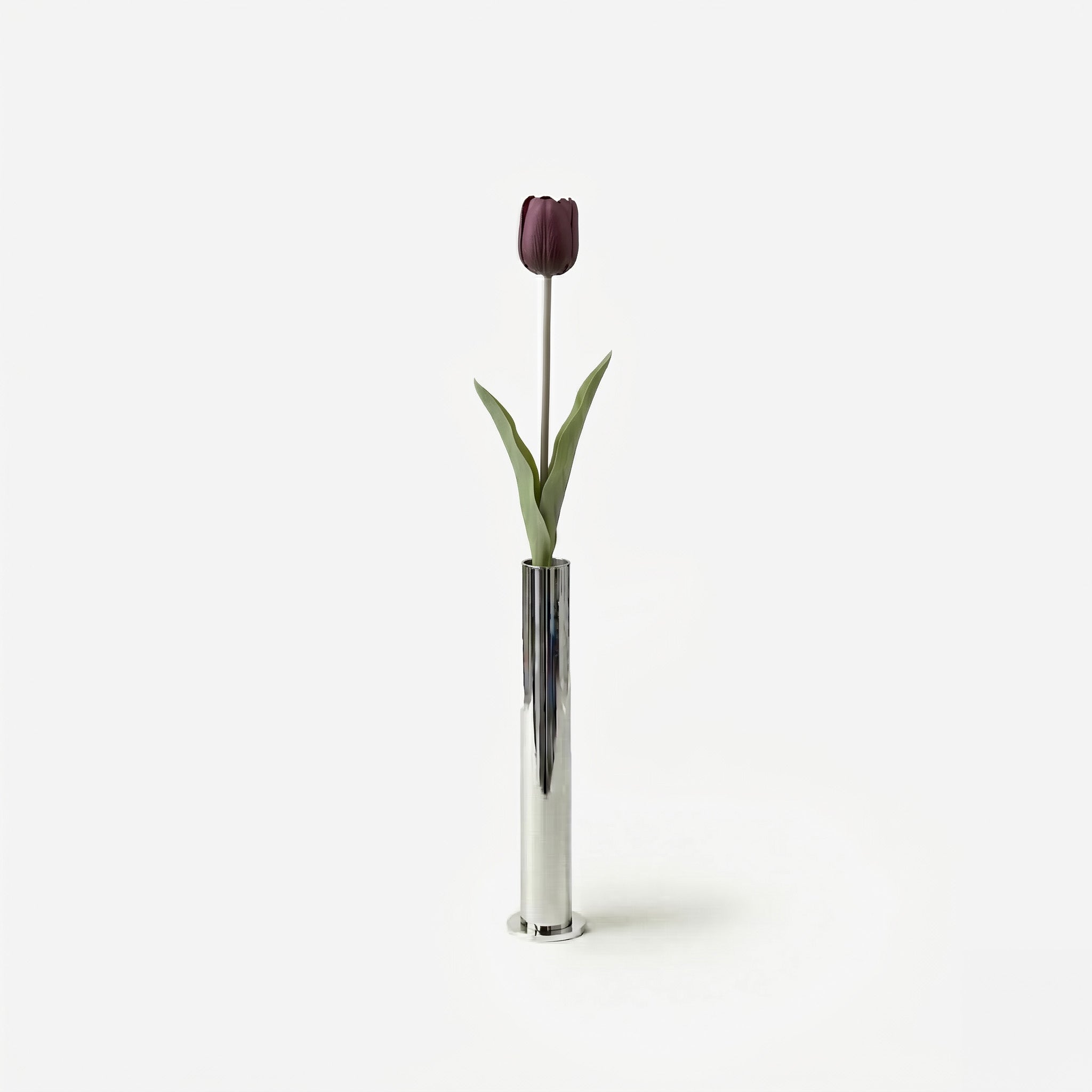 Tulipe prune sauvage