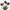 Mini bouquet tulipes prune sauvage