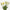Mini bouquet tulipes blanc solaire